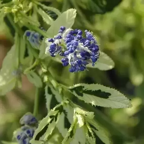 Ceanothus 'Lemon & Lime'