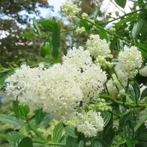 Ceanothus thyrsiflorus 'Millerton Point' - image 2