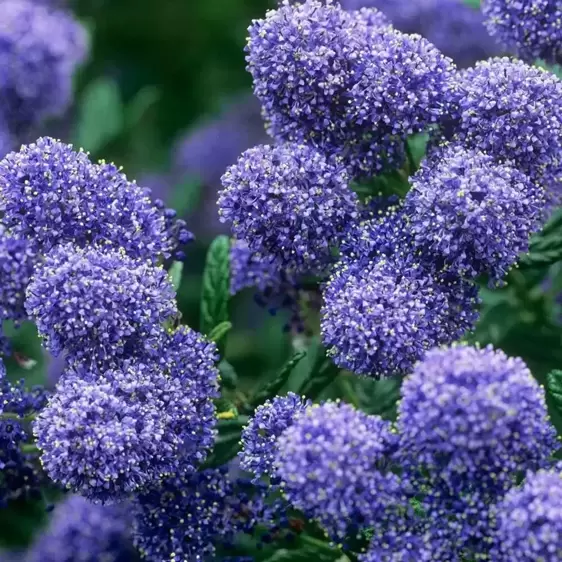 Ceanothus 'Puget Blue' 3L