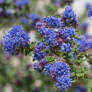 Ceanothus 'Puget Blue' 3L
