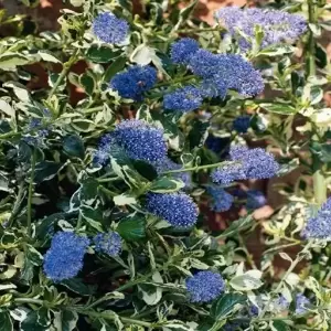 Ceanothus 'Silver Surprise' - image 2