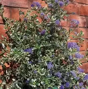 Ceanothus 'Silver Surprise' - image 1