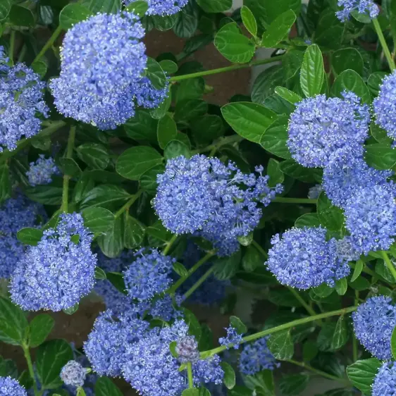 Ceanothus 'Skylark' 10L