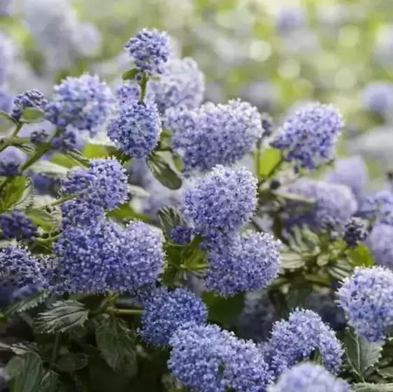 Ceanothus thyrsiflorus var. repens 3L