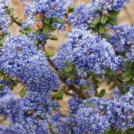 Ceanothus impressus 'Victoria' 5L Standard 80cm Stem