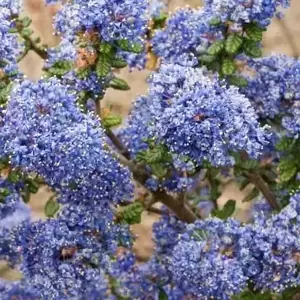 Ceanothus impressus 'Victoria' 2L
