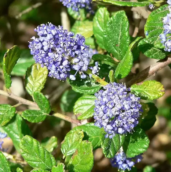 Ceanothus griseus var. horizontalis 'Yankee Point' 9L Trellis