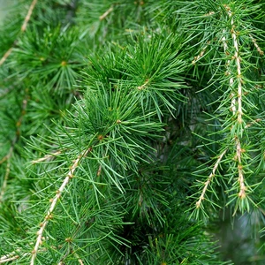Cedrus deodara 3L