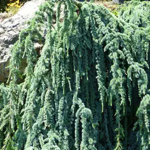 Cedrus atlantica 'Glauca Pendula' (Large)