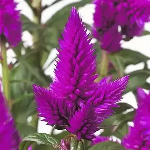 Celosia 'Deep Purple'® - image 2