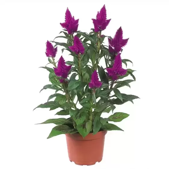 Celosia 'Deep Purple'® - image 3