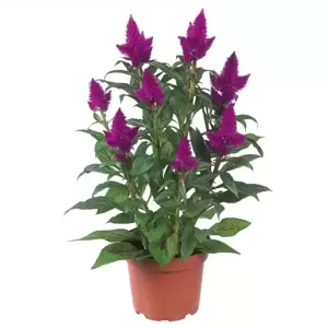 Celosia 'Deep Purple'® - image 3
