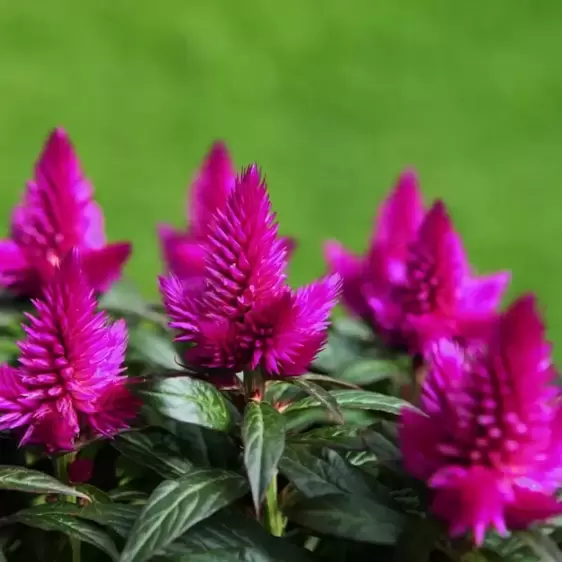 Celosia 'Deep Purple'® - image 1