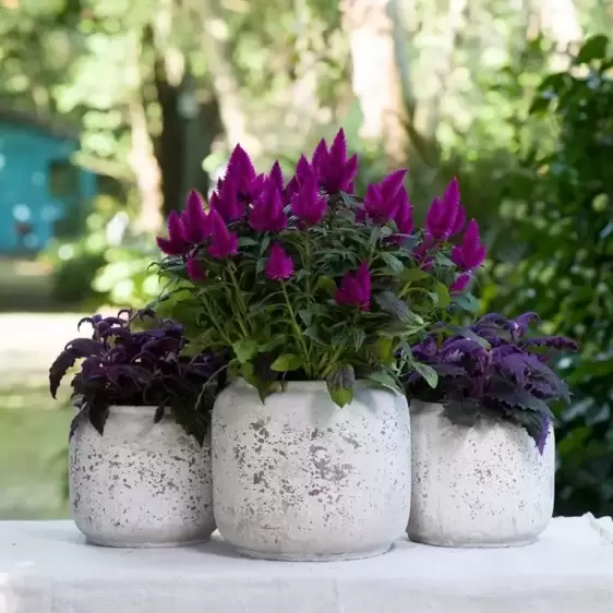 Celosia 'Deep Purple'® - image 4