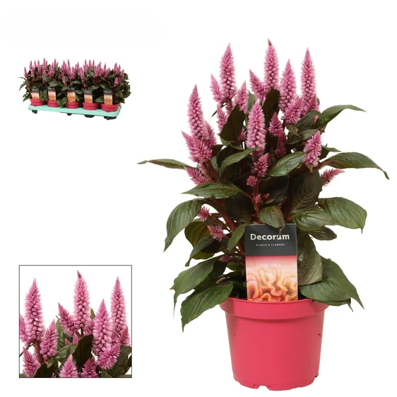 Celosia 'Merida Pink'