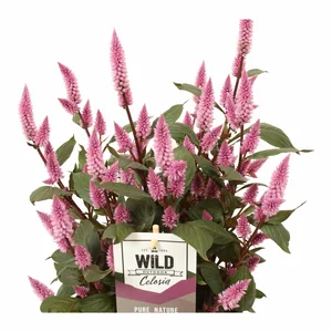 Celosia 'Wild Pink' - image 1
