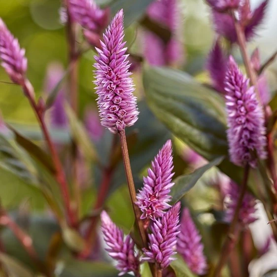 Celosia 'Wild Pink' - image 2