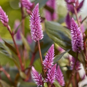Celosia 'Wild Pink' - image 2