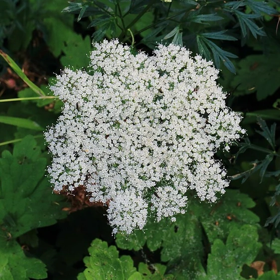 Cenolophium denudatum 2L - image 2