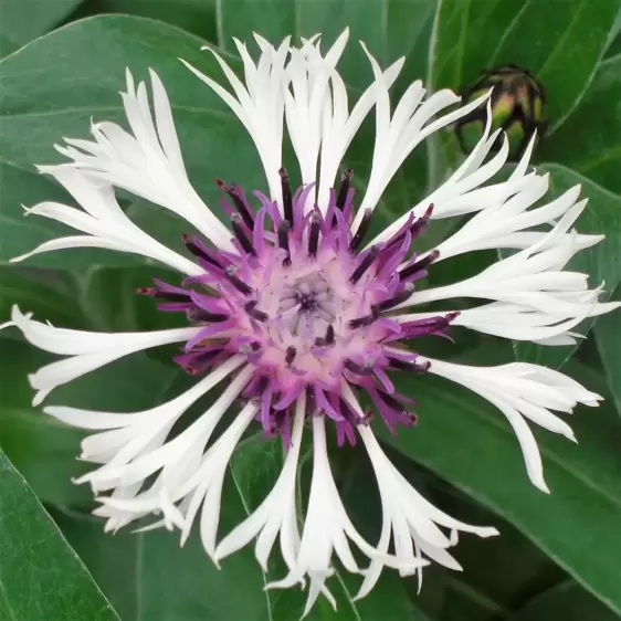 Centaurea 'Amethyst In Snow' 3L