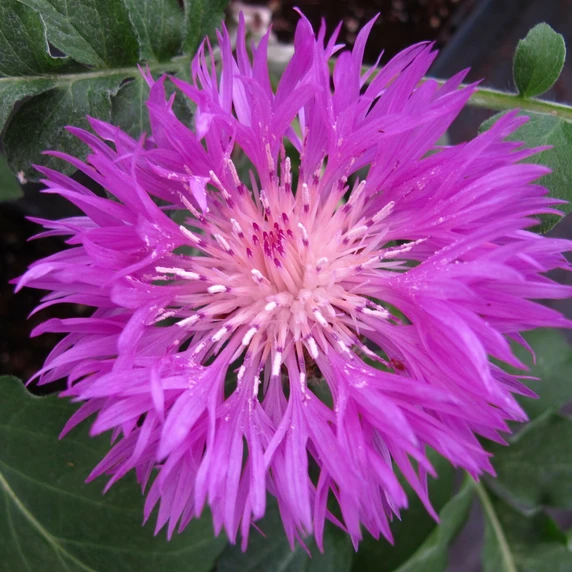 Centaurea dealbata