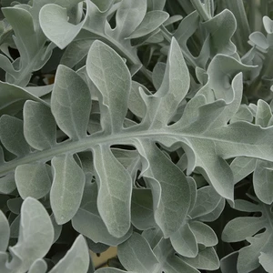 Picture Credit - Kernock Park Plants Ltd.