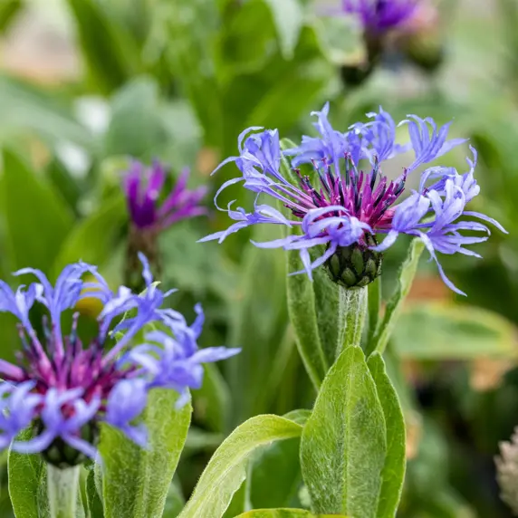 Centaurea montana 1L - image 2