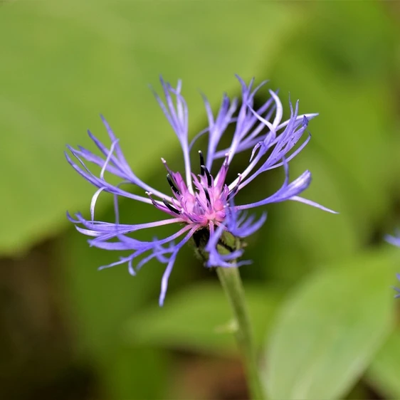 Centaurea montana - image 1