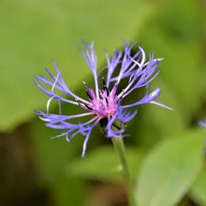 Centaurea montana 1L - image 1