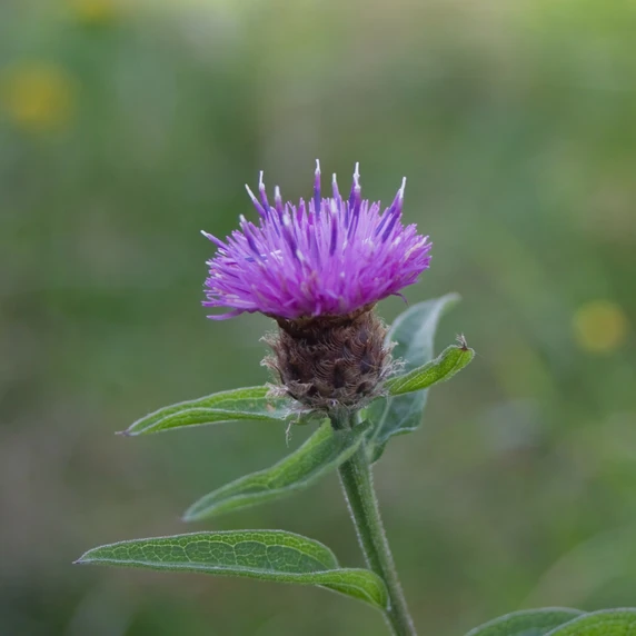 Centaurea nigra