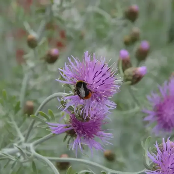 Picture Credit - Kernock Park Plants Ltd.