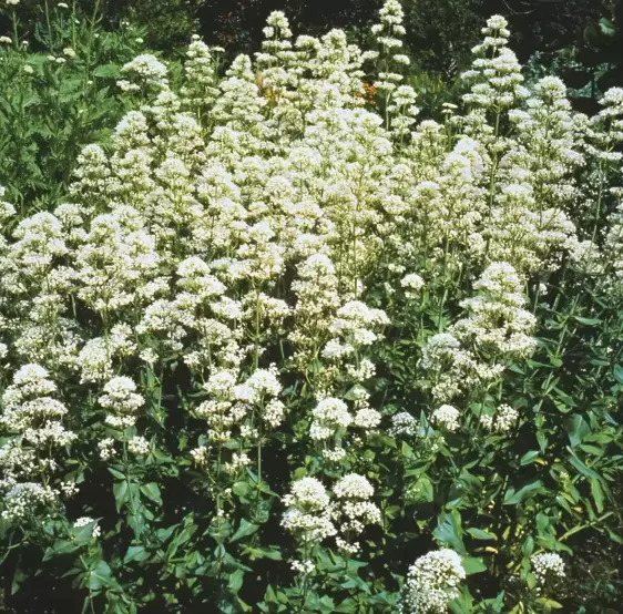 Centranthus ruber 'Alba' 2L