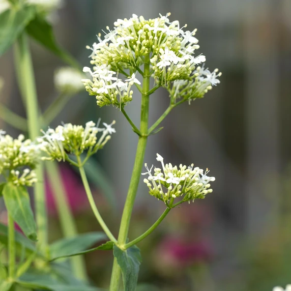 Centranthus ruber 'Alba' 2L - image 1