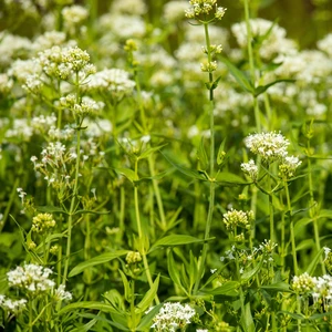 Centranthus ruber 'Alba' 2L - image 2