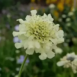 Cephalaria gigantea 2L