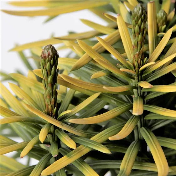 Cephalotaxus harringtonia 'Korean Gold' - image 2