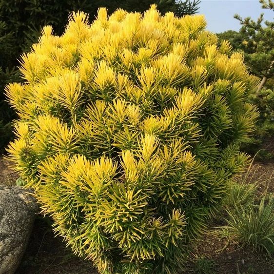 Cephalotaxus harringtonia 'Korean Gold' - image 1