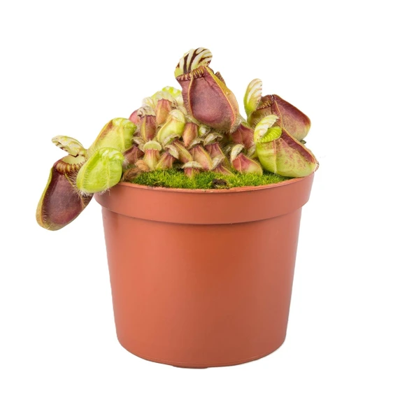 Cephalotus follicularis