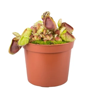 Cephalotus follicularis
