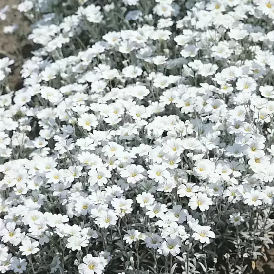 Cerastium tomentosum 9cm