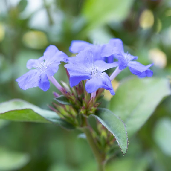 Ceratostigma plumbaginoides 'Autumn Blue'