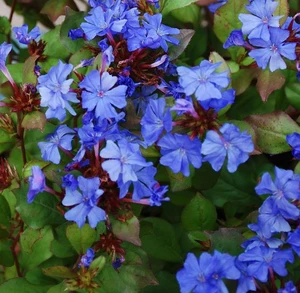 Ceratostigma willmottianum 'Forest Blue'