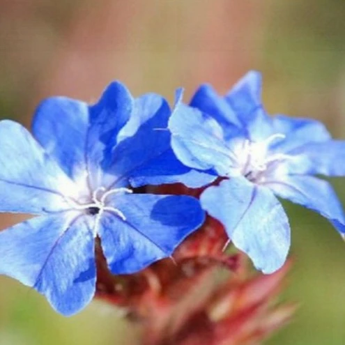 Image Credit: Bridge Nurseries