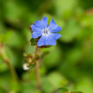 Ceratostigma griffithii - image 1