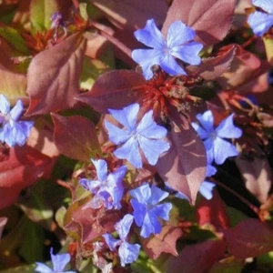 Image Credit: Bridge Nurseries