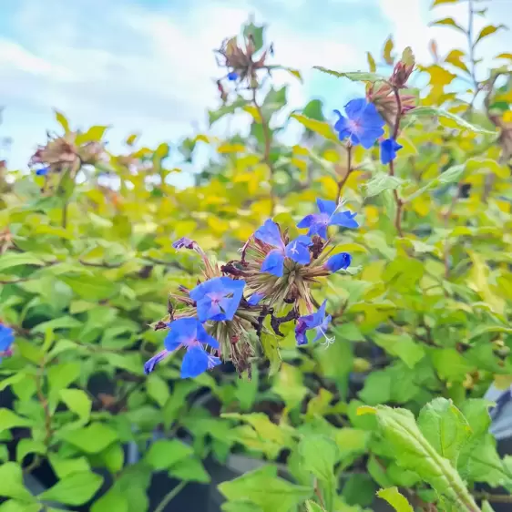 Ceratostigma 'Sapphire Ring' - image 1