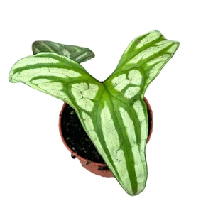 Cercestis mirabilis - image 2