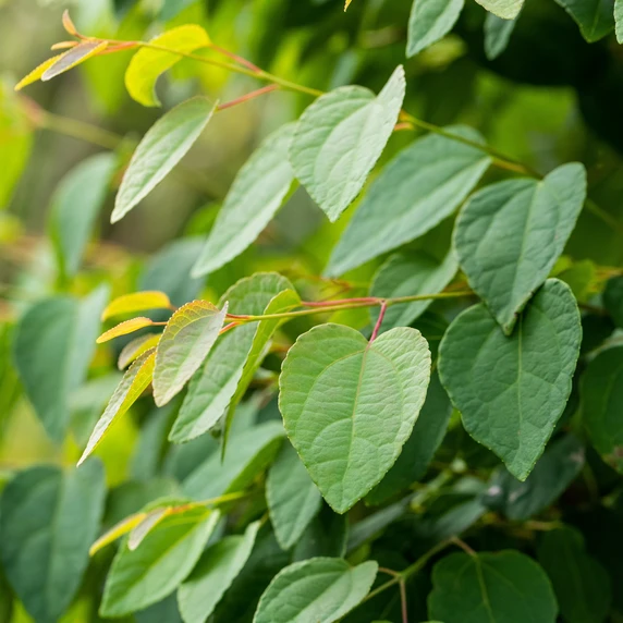 Cercidiphyllum japonicum 12L - image 4