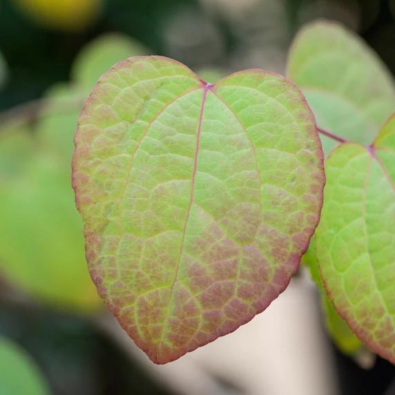 Cercidiphyllum japonicum 12L - image 1