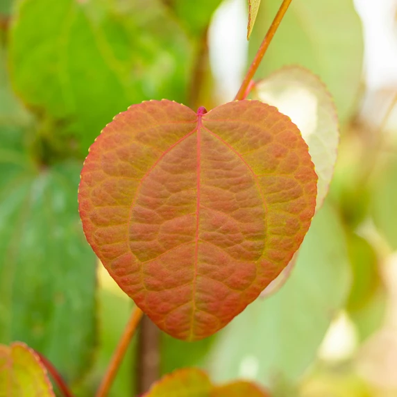 Cercidiphyllum japonicum 12L - image 2